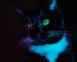 Preview wallpaper cat, heterochromia, eyes, colorful, view