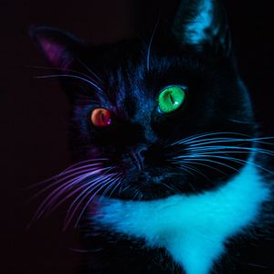 Preview wallpaper cat, heterochromia, eyes, colorful, view