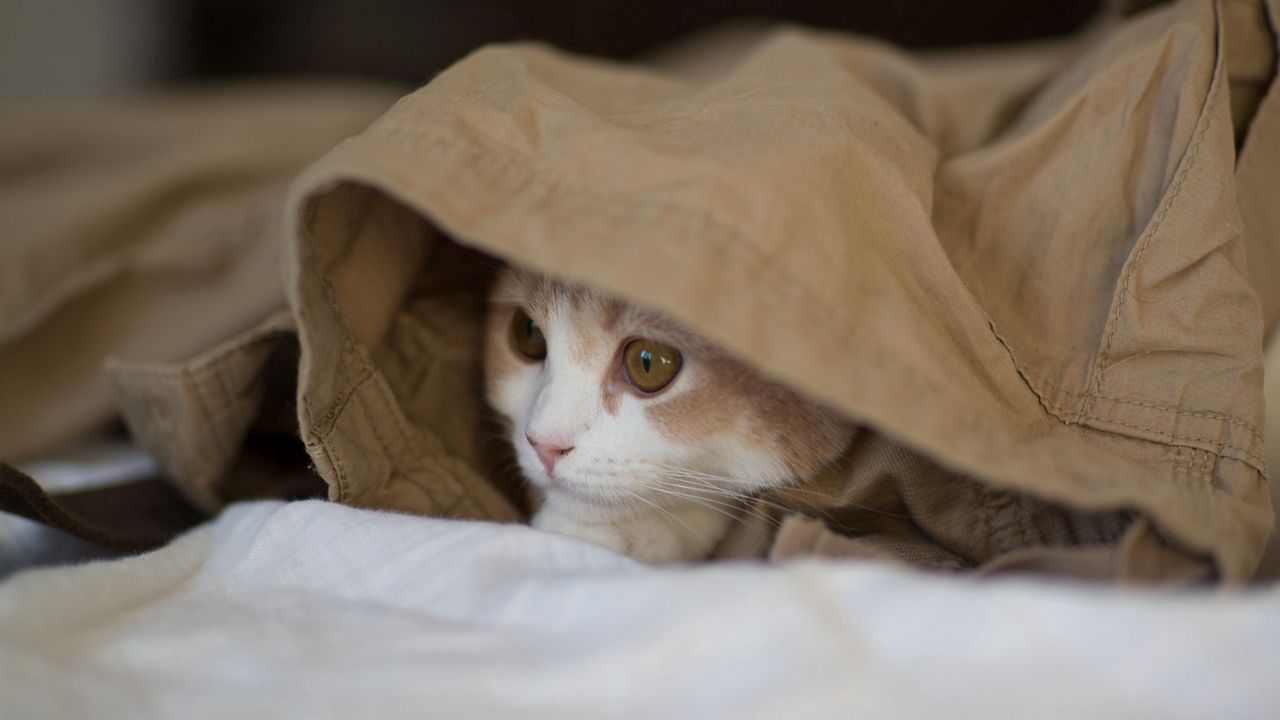 Wallpaper cat, hide, material, lies