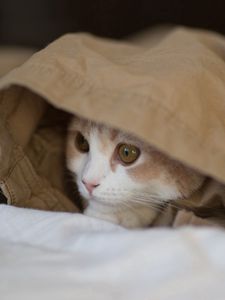 Preview wallpaper cat, hide, material, lies