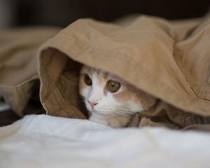 Preview wallpaper cat, hide, material, lies