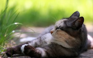 Preview wallpaper cat, holiday, grass