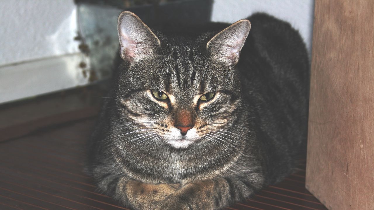 Wallpaper cat, home, lying, striped