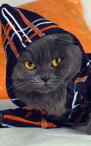 Preview wallpaper cat, hood, fashion, gown, lying