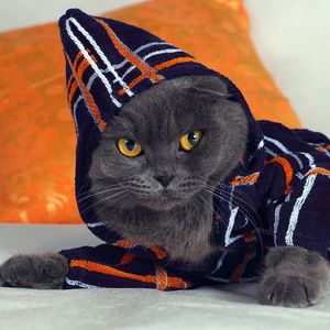 Preview wallpaper cat, hood, fashion, gown, lying