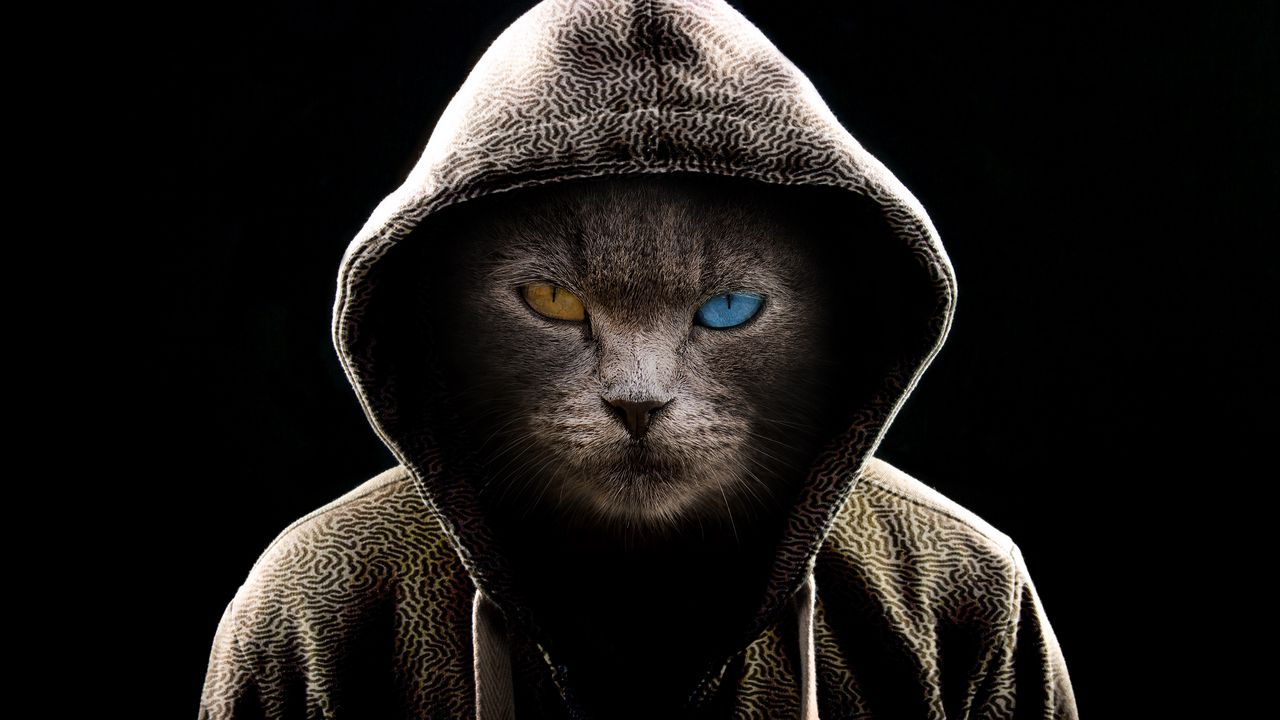 Wallpaper cat, hood, heterochromia, dark, serious