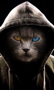 Preview wallpaper cat, hood, heterochromia, dark, serious