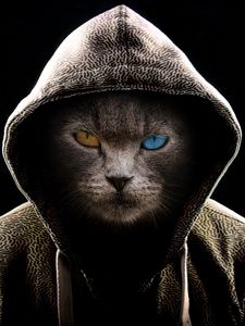 Preview wallpaper cat, hood, heterochromia, dark, serious