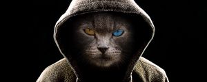 Preview wallpaper cat, hood, heterochromia, dark, serious