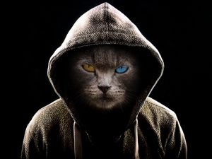 Preview wallpaper cat, hood, heterochromia, dark, serious