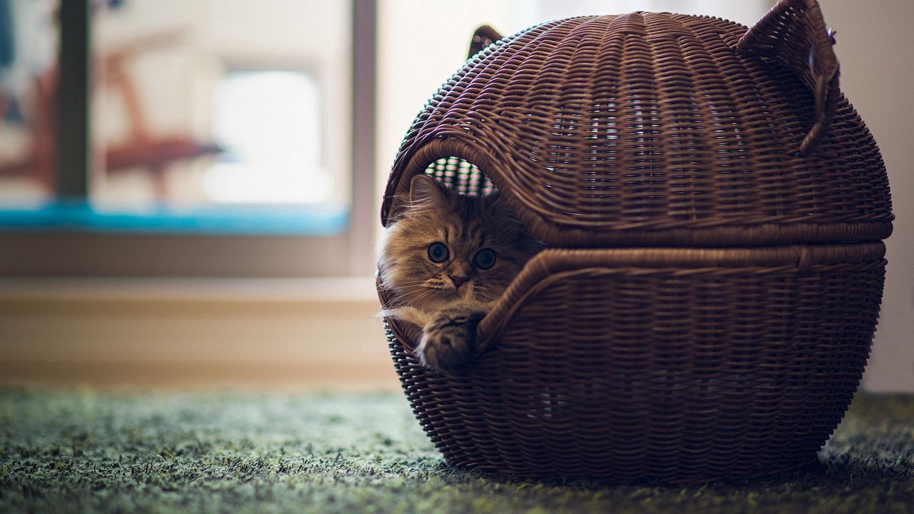 Wallpaper cat, house, shopping, room