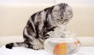 Preview wallpaper cat, hungry, fish, aquarium