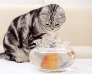 Preview wallpaper cat, hungry, fish, aquarium