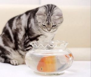 Preview wallpaper cat, hungry, fish, aquarium