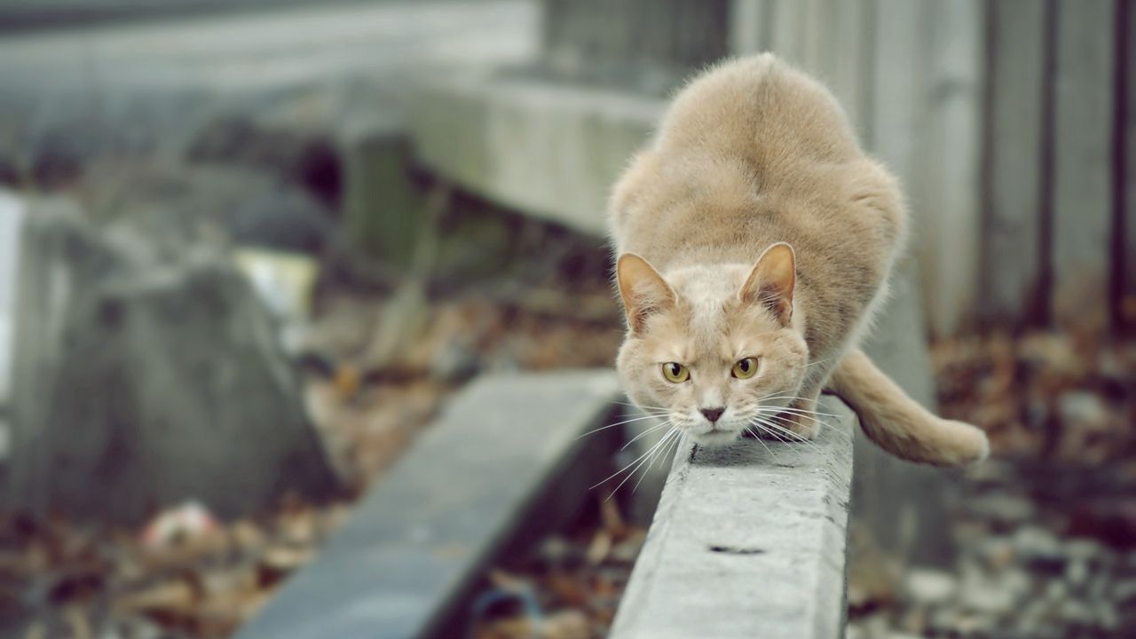 Wallpaper cat, hunting, attention, street