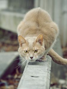 Preview wallpaper cat, hunting, attention, street