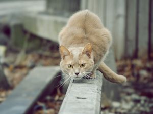 Preview wallpaper cat, hunting, attention, street