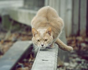 Preview wallpaper cat, hunting, attention, street