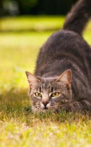 Preview wallpaper cat, hunting, jumping, readiness, grass