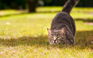 Preview wallpaper cat, hunting, jumping, readiness, grass