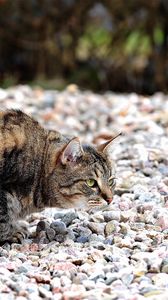 Preview wallpaper cat, hunting, rocks, bold, spotted