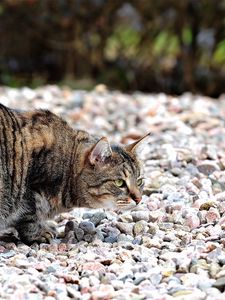 Preview wallpaper cat, hunting, rocks, bold, spotted