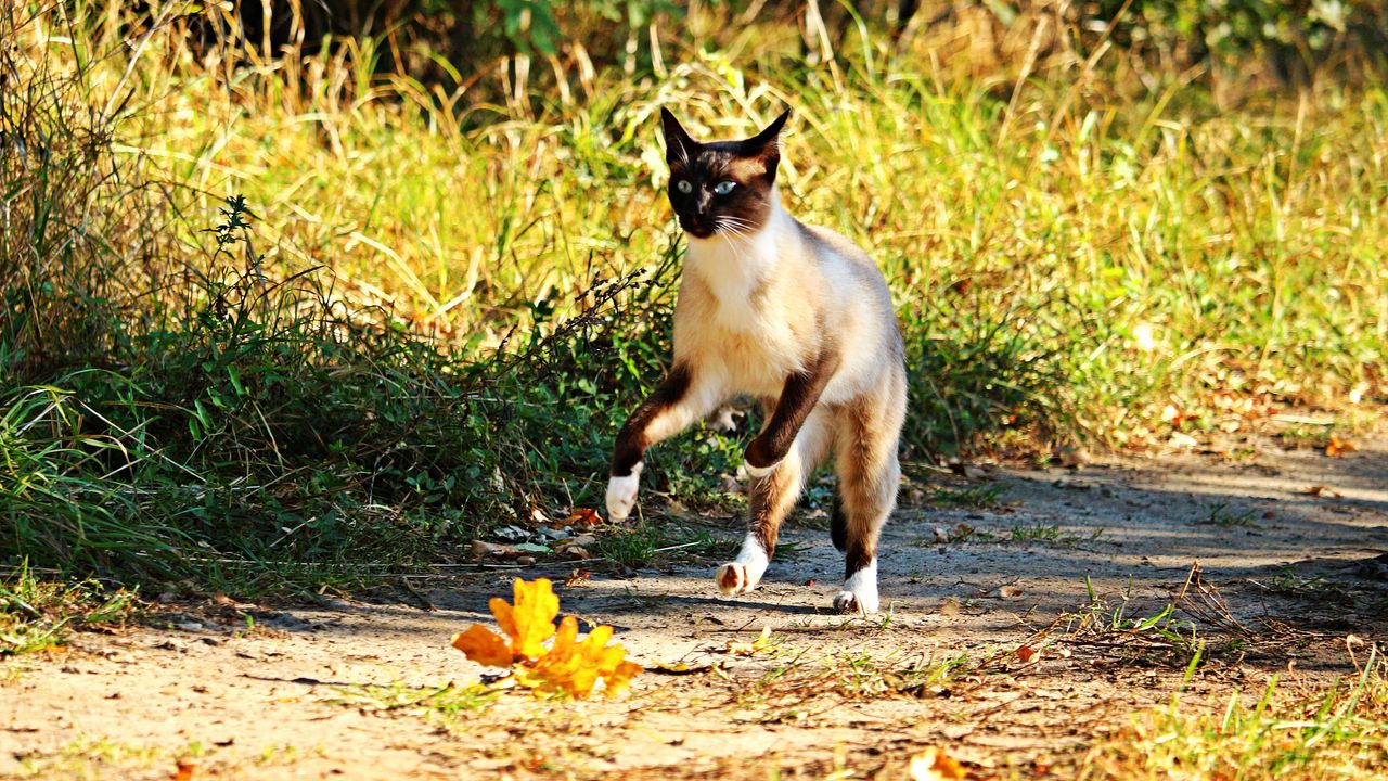 Wallpaper cat, jump, grass, run