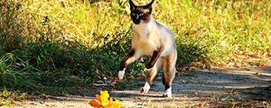 Preview wallpaper cat, jump, grass, run