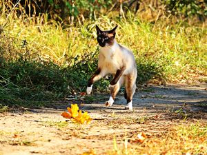 Preview wallpaper cat, jump, grass, run