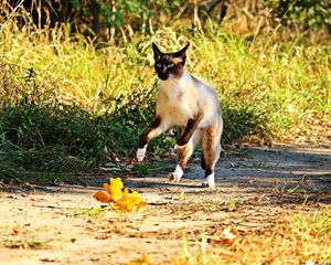 Preview wallpaper cat, jump, grass, run