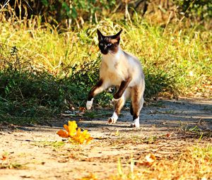 Preview wallpaper cat, jump, grass, run