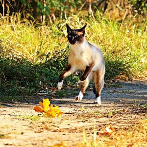 Preview wallpaper cat, jump, grass, run