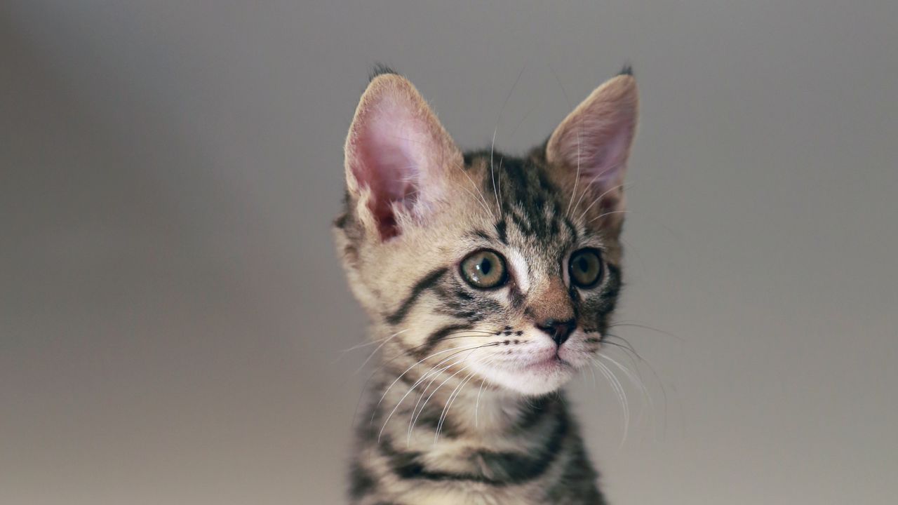 Wallpaper cat, kitten, animal, pet, cute