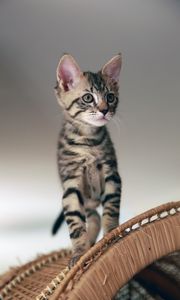 Preview wallpaper cat, kitten, animal, pet, cute