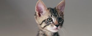 Preview wallpaper cat, kitten, animal, pet, cute