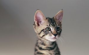 Preview wallpaper cat, kitten, animal, pet, cute