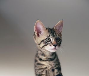 Preview wallpaper cat, kitten, animal, pet, cute