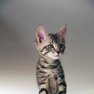 Preview wallpaper cat, kitten, animal, pet, cute