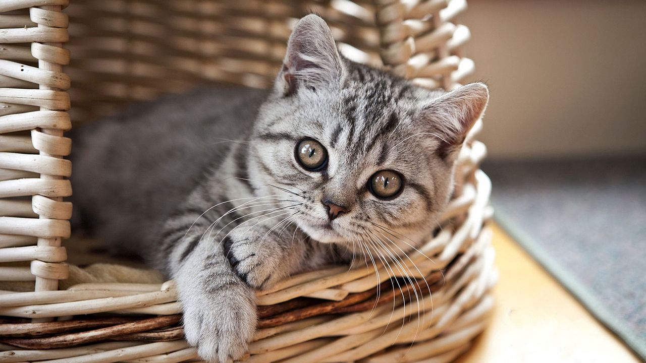 Wallpaper cat, kitten, basket, lie, look, striped