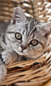 Preview wallpaper cat, kitten, basket, lie, look, striped