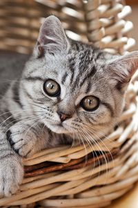 Preview wallpaper cat, kitten, basket, lie, look, striped