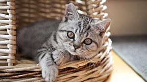 Preview wallpaper cat, kitten, basket, lie, look, striped