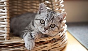 Preview wallpaper cat, kitten, basket, lie, look, striped