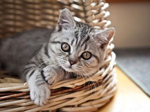 Preview wallpaper cat, kitten, basket, lie, look, striped