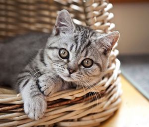 Preview wallpaper cat, kitten, basket, lie, look, striped