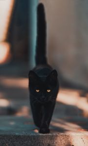 Preview wallpaper cat, kitten, black, walk