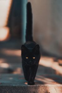 Preview wallpaper cat, kitten, black, walk