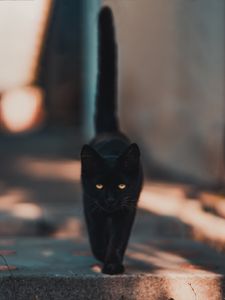 Preview wallpaper cat, kitten, black, walk