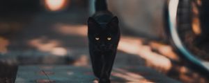 Preview wallpaper cat, kitten, black, walk