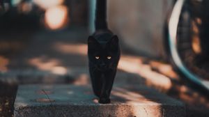 Preview wallpaper cat, kitten, black, walk